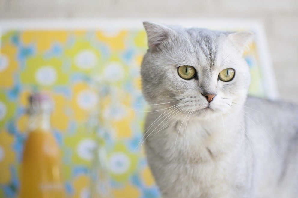 2 Scottish Fold o pisica din rasa Scottish Fold de culoare gri deschis 2 Scottish Fold o pisica din rasa Scottish Fold de culoare gri deschis