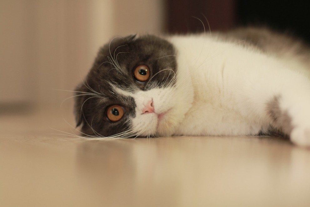 3 Scottish Fold o pisica din rasa Scottish Fold de culoare gri cu alb satnad culcata 3 Scottish Fold o pisica din rasa Scottish Fold de culoare gri cu alb satnad culcata