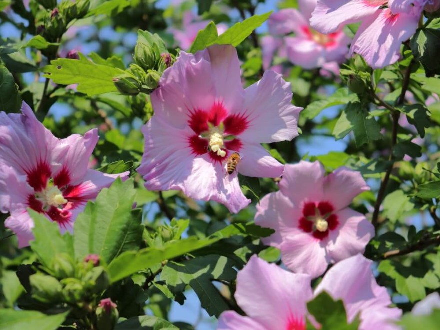 Hibiscus Syriacus (Zămoșița de Siria) Hibiscus Syriacus (Zămoșița de Siria)