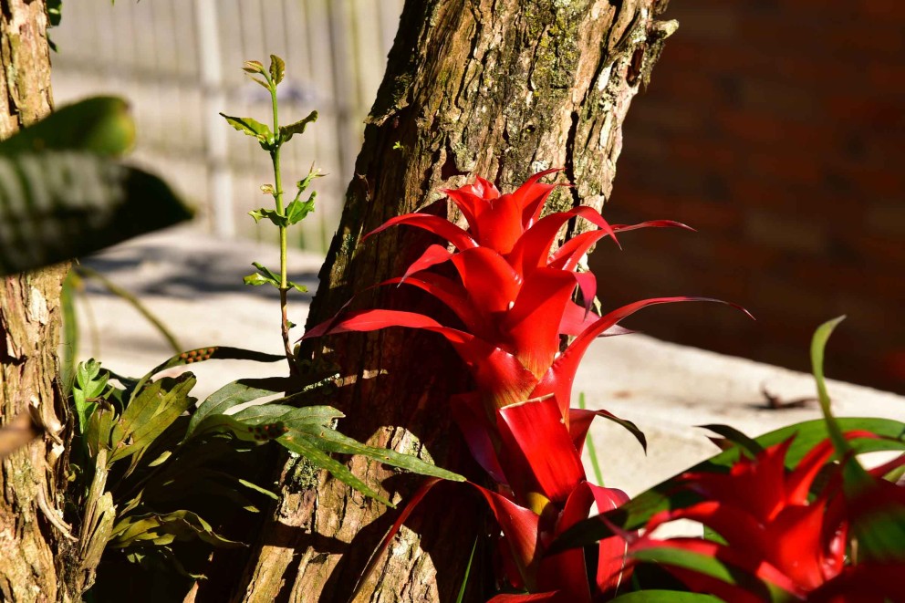 Ingrijire Bromelia 4 Ingrijire Bromelia 4