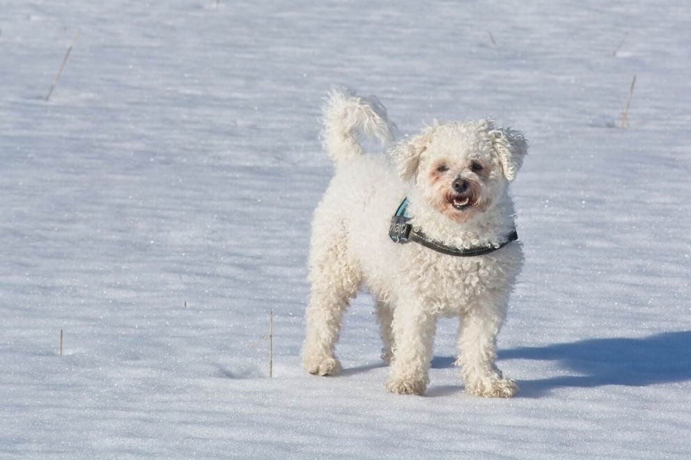 1 Bichon Frise un catel din rasa Bichon Frise pe zapada 1 Bichon Frise un catel din rasa Bichon Frise pe zapada