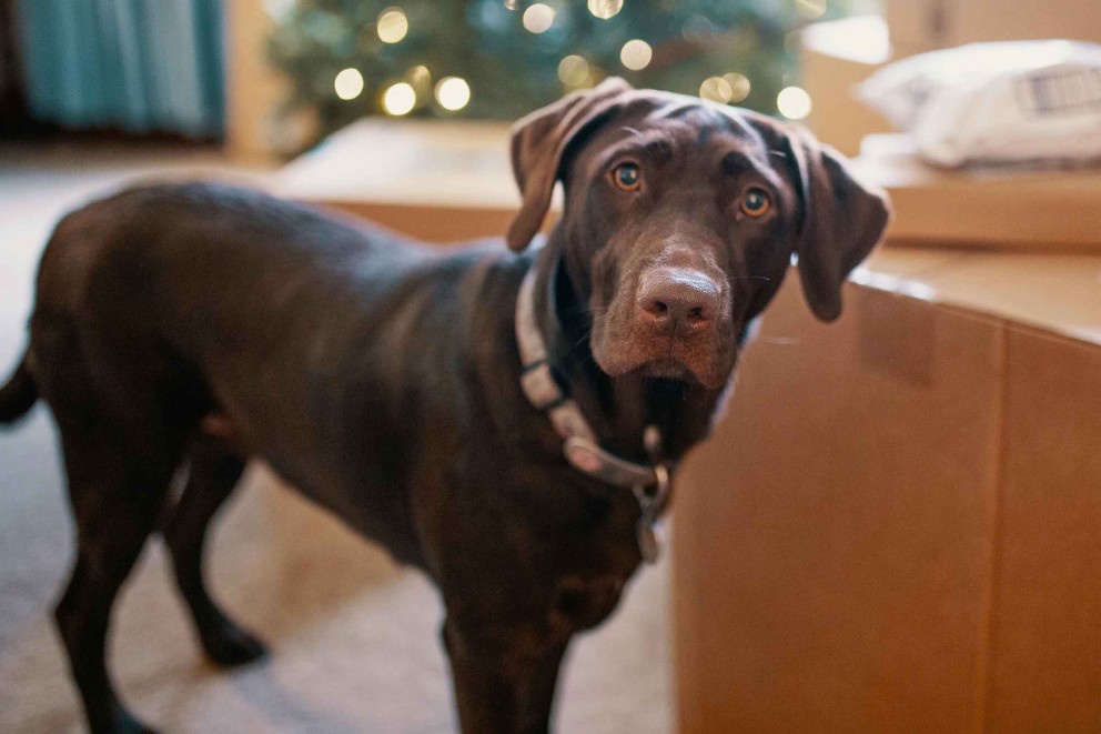 Labrador Retriever 5 Labrador Retriever 5