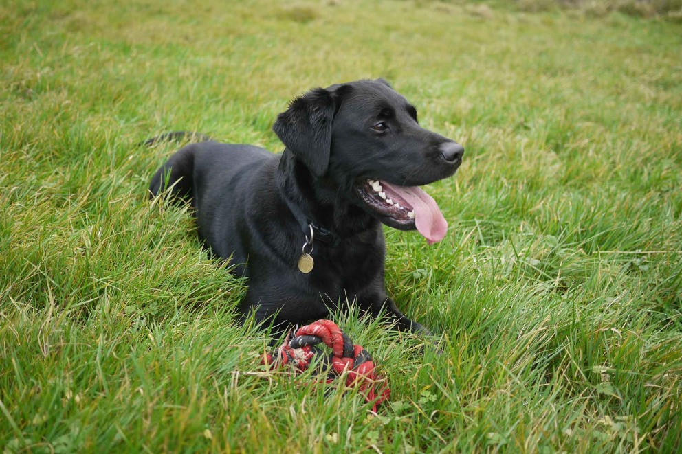 Labrador Retriever 2 Labrador Retriever 2