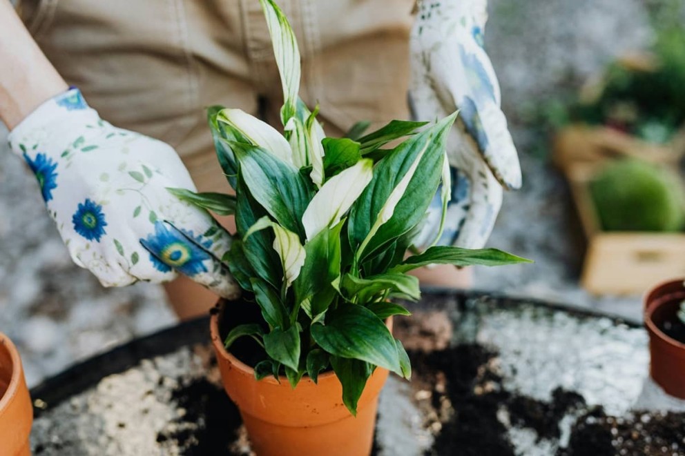 Plantele iubitoare de umiditatea si ingrijirea lor Plantele iubitoare de umiditatea si ingrijirea lor