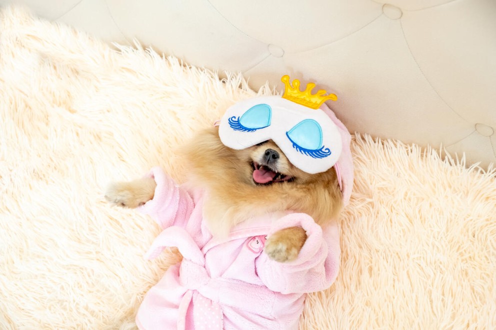 Pomeranian un catel Pomeranian strand pe spate imbracat intr un halat de baie si o masca pe ochi Pomeranian un catel Pomeranian strand pe spate imbracat intr un halat de baie si o masca pe ochi