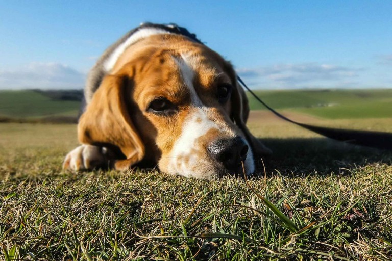 Beagle - caracteristici, informații despre nutriție, îngrijire și alte sfaturi esențiale