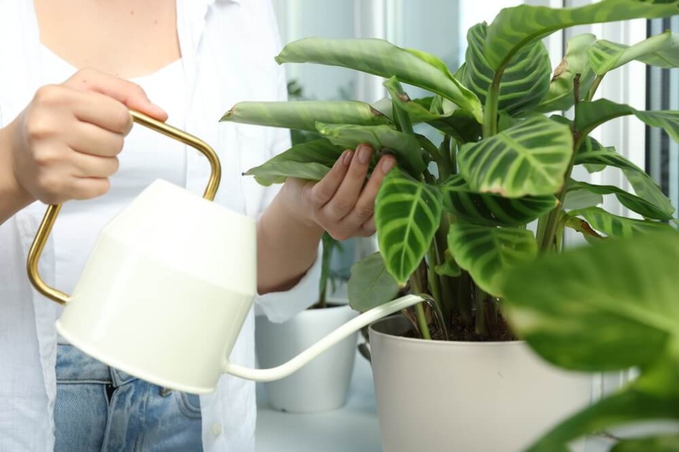 Îngrijirea plantei Calathea sfaturi esențiale Îngrijirea plantei Calathea sfaturi esențiale