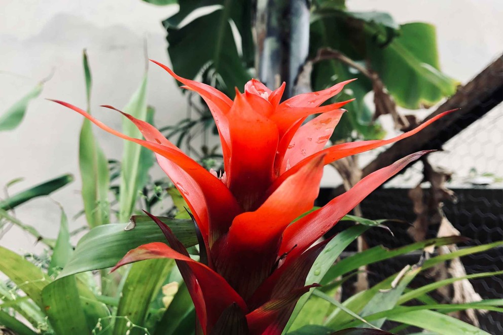 Bromelia: ghid complet pentru plantare și îngrijire