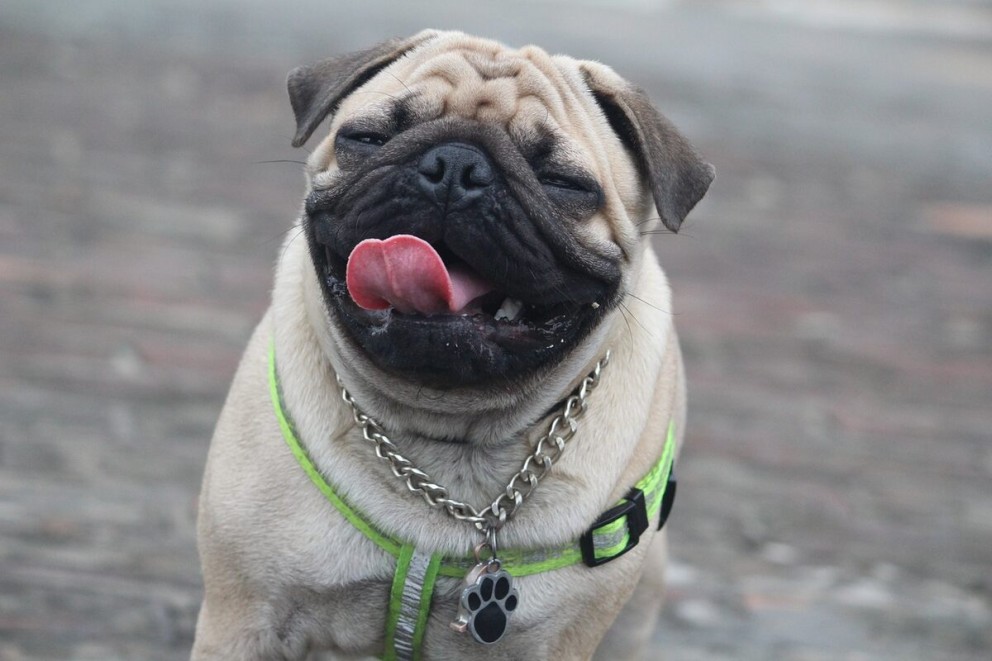 1 mops pug un caine mops sau pug cu o expresie zambitoare pe fata 1 mops pug un caine mops sau pug cu o expresie zambitoare pe fata