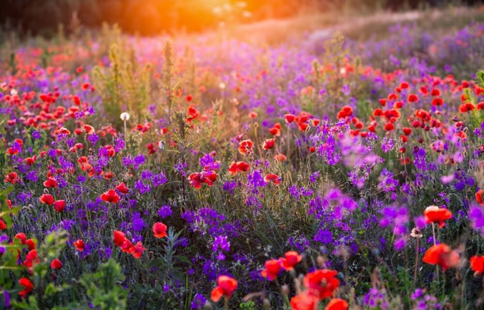 Combinații de culori și aranjamente florale + Care sunt cele mai frumoase flori mov, albastre, roz, roșii, galbene și portocalii de vară? Combinații de culori și aranjamente florale + Care sunt cele mai frumoase flori mov, albastre, roz, roșii, galbene și portocalii de vară?