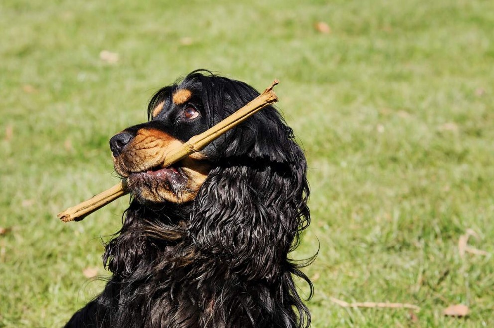 1 Cocker Spaniel un cățel Cocker Spaniel de culoare neagră cu un băț în gură 1 Cocker Spaniel un cățel Cocker Spaniel de culoare neagră cu un băț în gură