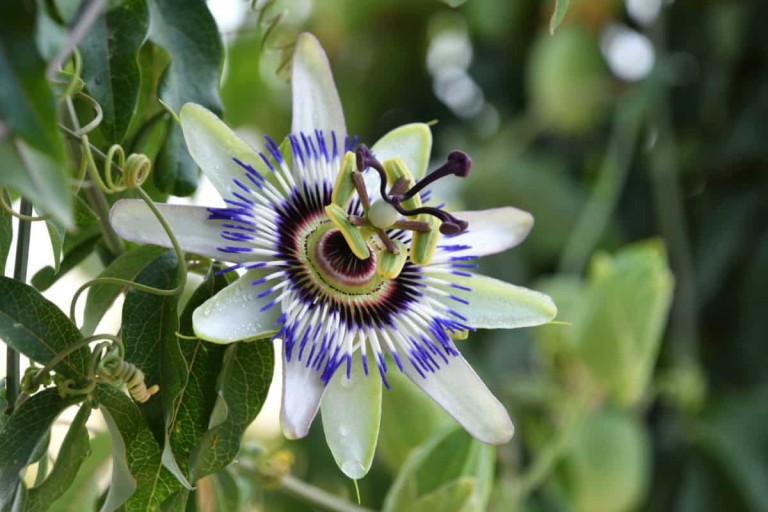 Floarea pasiunii (Passiflora): cum să o cultivați și îngrijiți Floarea pasiunii (Passiflora): cum să o cultivați și îngrijiți