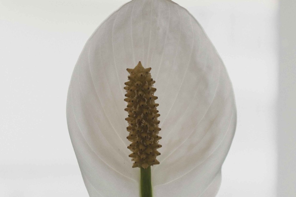 Crinul paciii, de ce nu infloreste Crinul paciii, de ce nu infloreste
