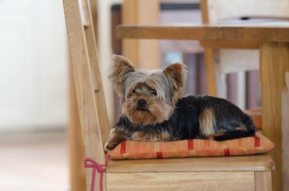 4 Yorkshire Terrier un catel Yorkshire terrier pe un scaun 4 Yorkshire Terrier un catel Yorkshire terrier pe un scaun