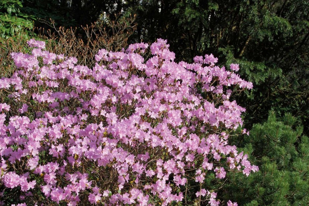Ako pestovať rododendrony Ako pestovať rododendrony