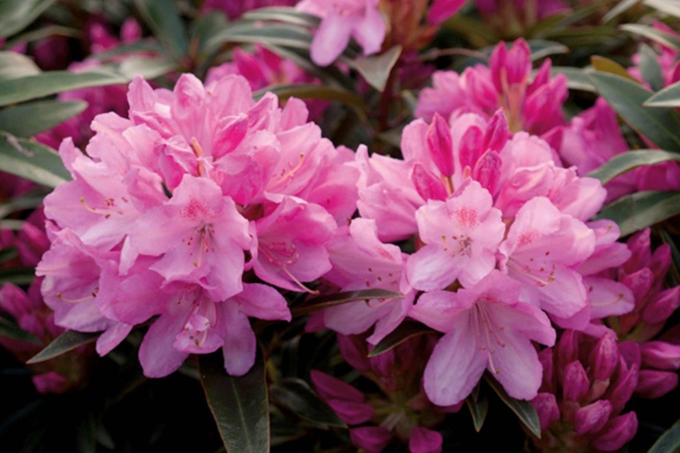 Ako pestovať rododendrony Ako pestovať rododendrony