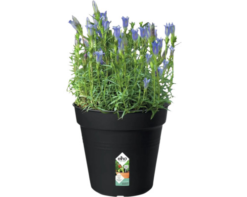 Gențiană în ghiveci cu logo Elho