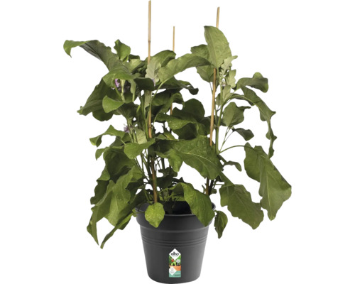 Plantă de vinete în ghiveci cu suporturi pentru plante