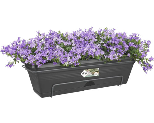 Jardiniere de balcon cu clopoței mov