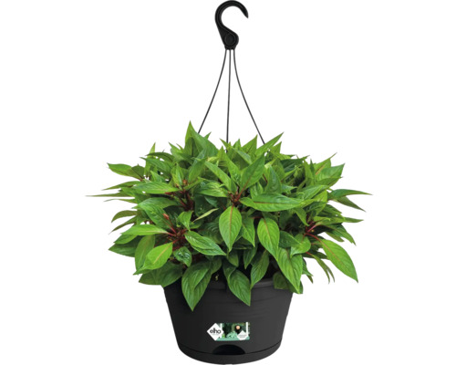 Coș suspendat cu plantă verde în ghiveci negru