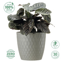 Plantă de interior Maranta într-un ghiveci cu model geometric
