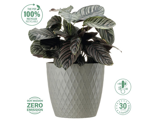 Plantă de interior Maranta într-un ghiveci cu model geometric