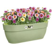 Jardinieră cu flori colorate de dalie