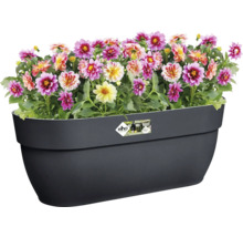 Daliile într-o jardinieră neagră