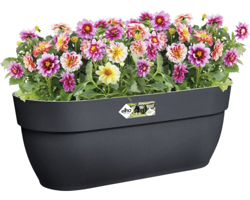 Daliile într-o jardinieră neagră