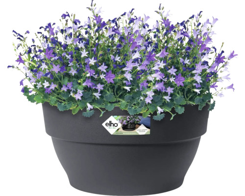 Clopoței într-un ghiveci