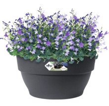 Ghiveci Elho Vibia Campana plastic Ø 34 cm H 17,4 cm negru