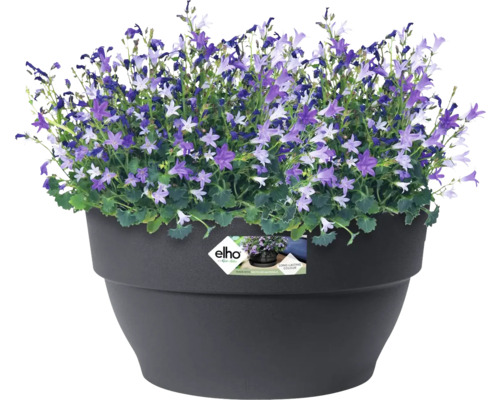 Clopoței în ghiveci