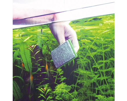 Curățarea unui acvariu cu un magnet pentru alge