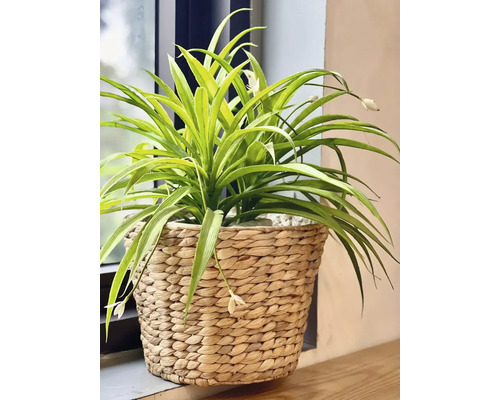 Plantă verde artificială cu flori într-un coș împletit