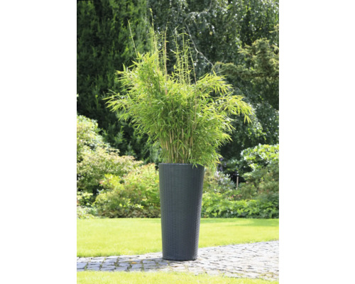 Bambus într-un ghiveci de flori pentru grădină