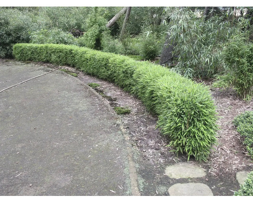 Un rând de plante de bambus în grădină.
