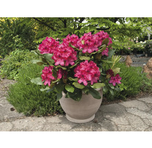 Rhododendron în ghiveci cu flori abundente și frunze verzi.
