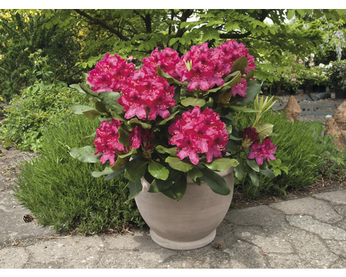 Rhododendron în ghiveci cu flori abundente și frunze verzi.