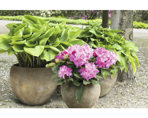 Trei ghivece de flori cu hosta și rododendroni în grădină.