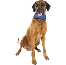 Rhodesian Ridgeback așezat cu guler de răcire pentru câini