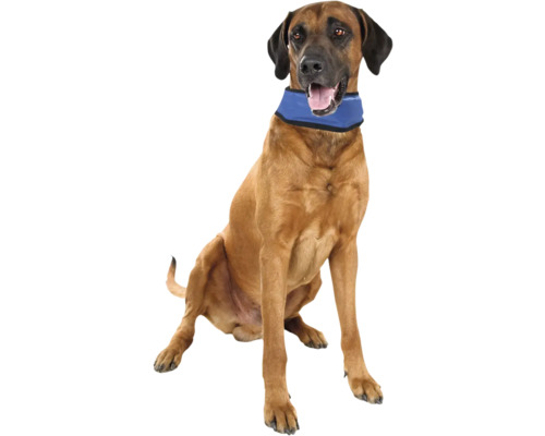Rhodesian Ridgeback așezat cu guler de răcire pentru câini