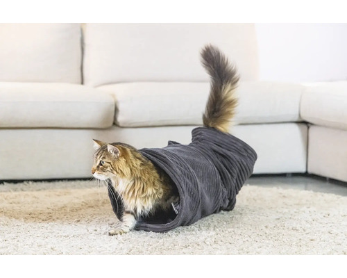 Pisică într-un tunel pentru pisici pe un covor în fața unei canapele