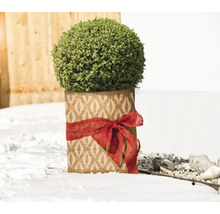 Buxus artificial în ghiveci decorativ cu fundă
