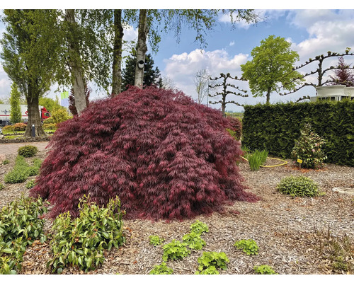 Arțar japonez în grădină