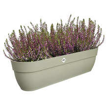 Jardinieră dreptunghiulară plantată cu heather