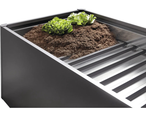 Jardină supraînălțată cu pământ și plante de salată.