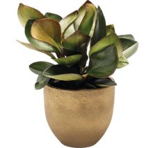 Plantă de interior într-un ghiveci