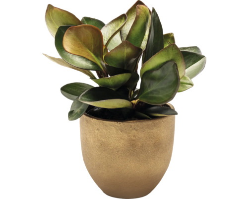 Plantă de interior într-un ghiveci