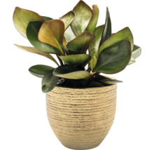 Plantă de interior Peperomia într-un ghiveci