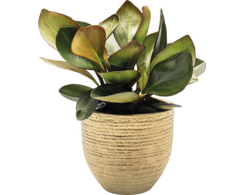 Plantă de interior Peperomia într-un ghiveci